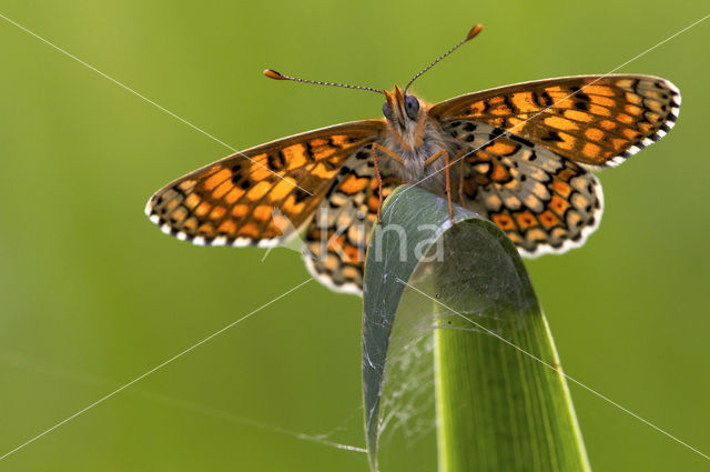 Veldparelmoervlinder (Melitaea cinxia)