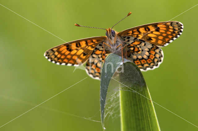 Veldparelmoervlinder (Melitaea cinxia)