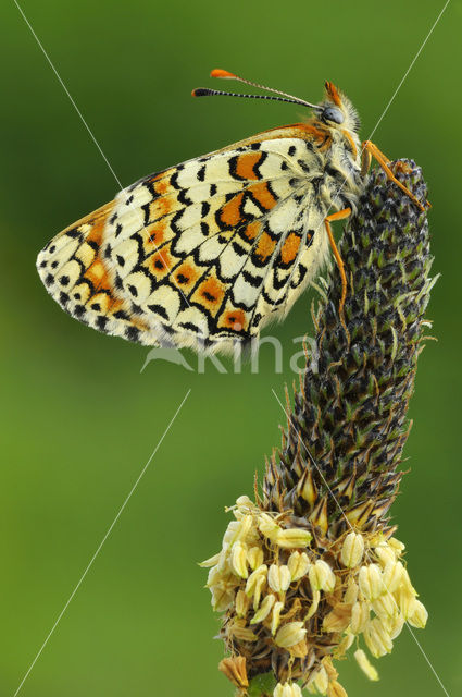 Veldparelmoervlinder (Melitaea cinxia)