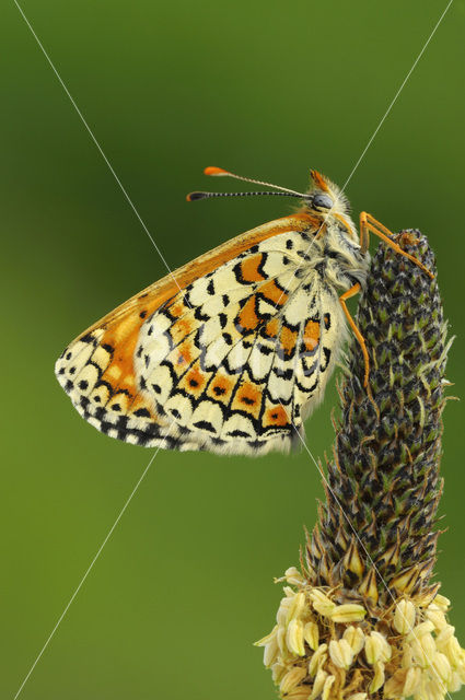 Veldparelmoervlinder (Melitaea cinxia)