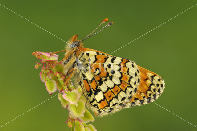 Glanville Fritellary (Melitaea cinxia)