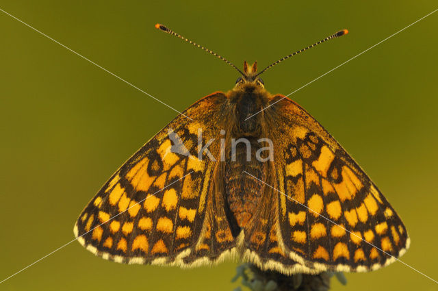 Veldparelmoervlinder (Melitaea cinxia)