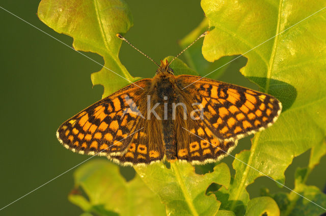 Veldparelmoervlinder (Melitaea cinxia)