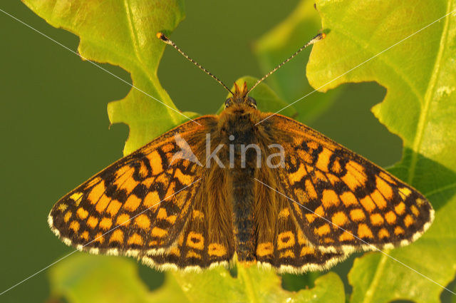 Glanville Fritellary (Melitaea cinxia)