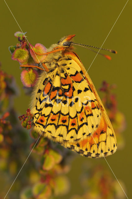 Glanville Fritellary (Melitaea cinxia)