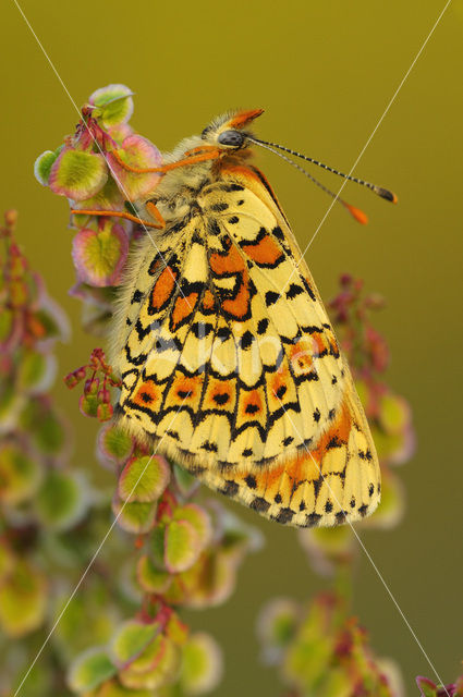 Glanville Fritellary (Melitaea cinxia)