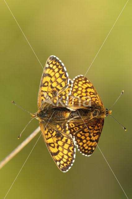 Glanville Fritellary (Melitaea cinxia)