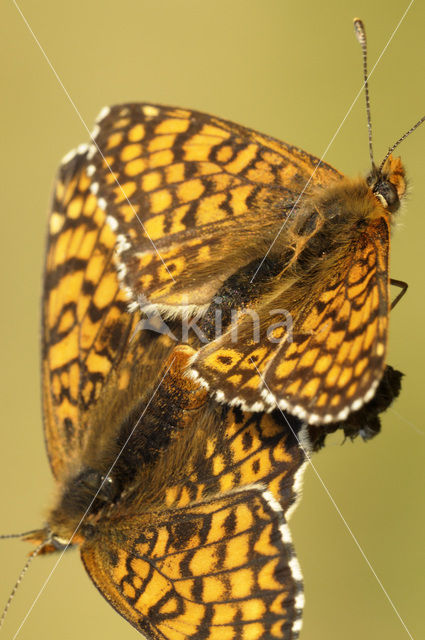 Veldparelmoervlinder (Melitaea cinxia)