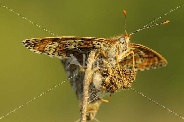 Veldparelmoervlinder (Melitaea cinxia)