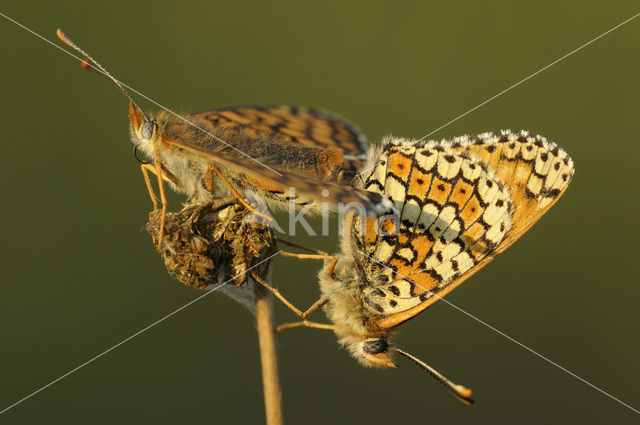 Veldparelmoervlinder (Melitaea cinxia)