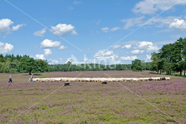 Veluws heideschaap (Ovis domesticus)