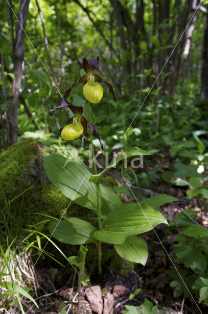 Lady’s slipper (Cypripedium calceolus)