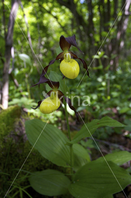 Lady’s slipper (Cypripedium calceolus)