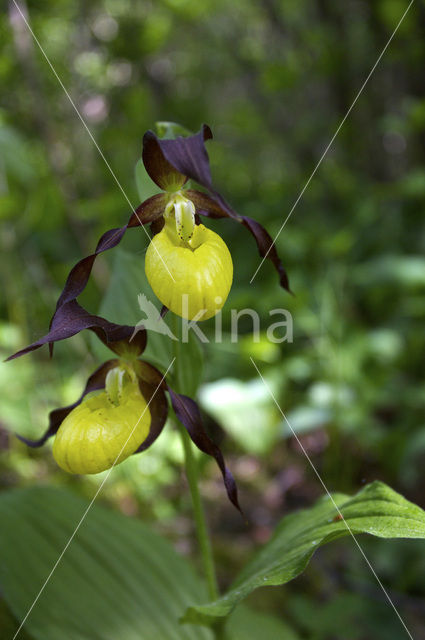 Lady’s slipper (Cypripedium calceolus)