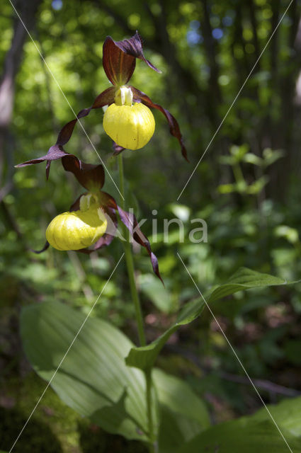 Lady’s slipper (Cypripedium calceolus)