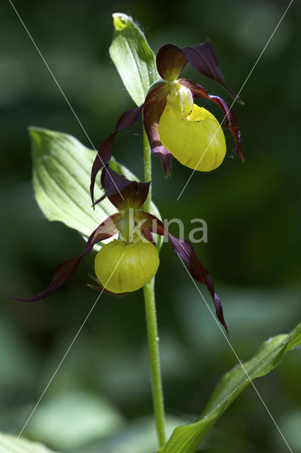 Lady’s slipper (Cypripedium calceolus)