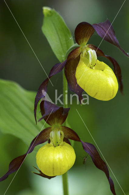 Lady’s slipper (Cypripedium calceolus)