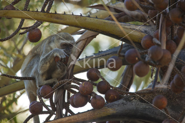 Vervet (Chlorocebus pygerythrus)