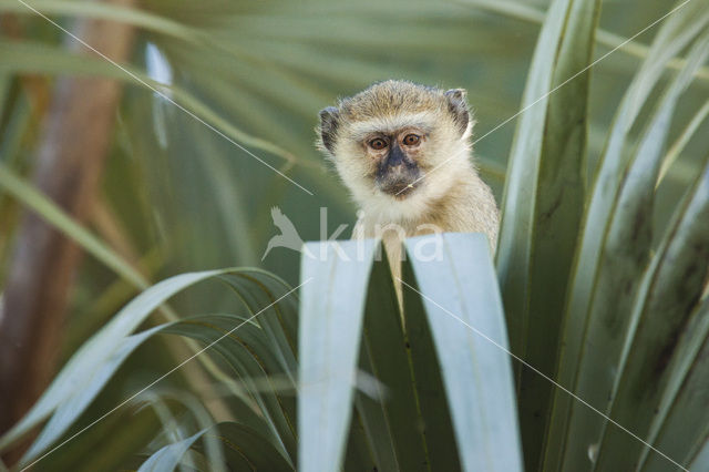 Vervet (Chlorocebus pygerythrus)