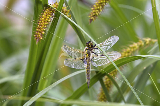 Viervlek (Libellula quadrimaculata)