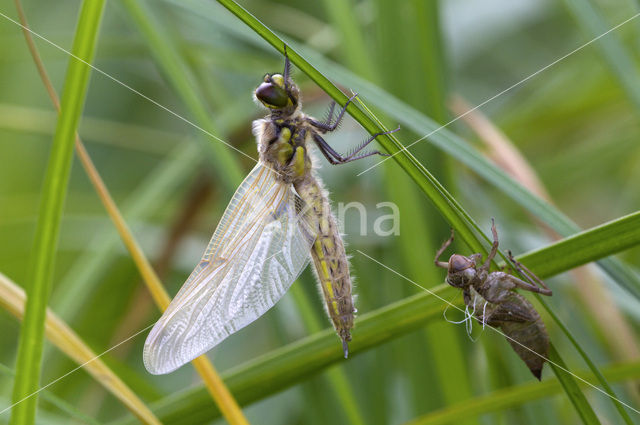 Viervlek (Libellula quadrimaculata)