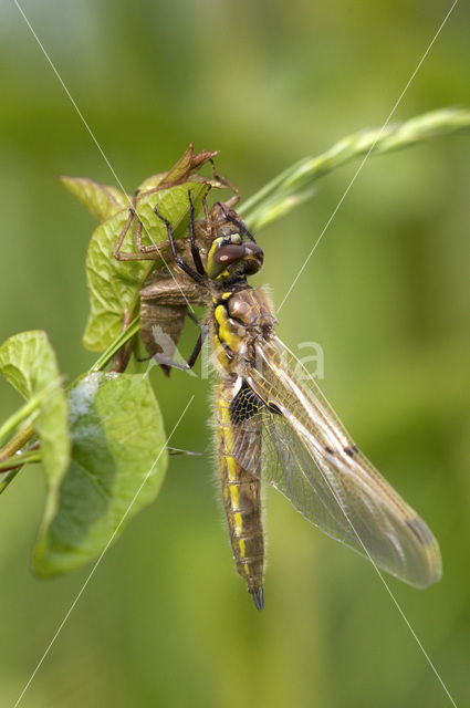 Viervlek (Libellula quadrimaculata)