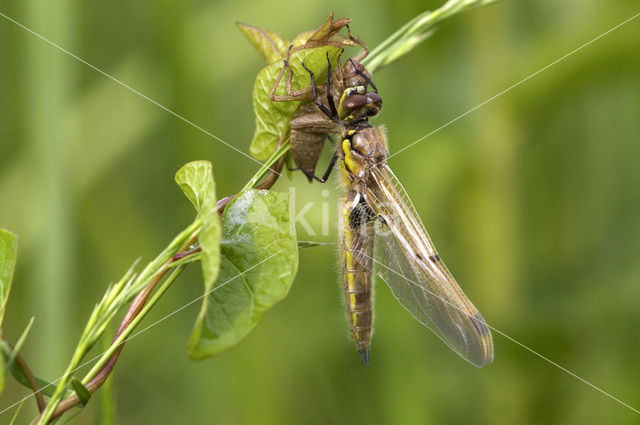 Viervlek (Libellula quadrimaculata)