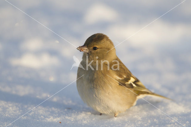 Vink (Fringilla coelebs)