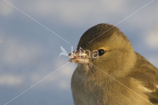 Vink (Fringilla coelebs)