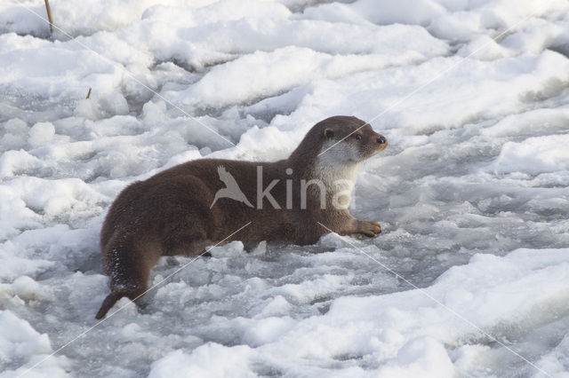 European Otter (Lutra lutra)