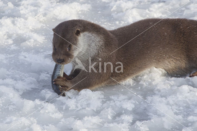 European Otter (Lutra lutra)