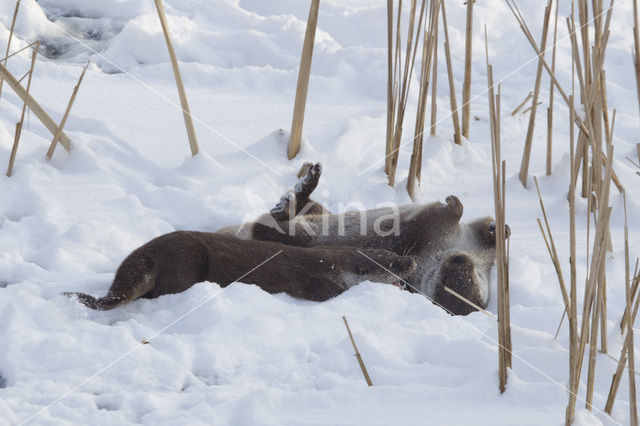 European Otter (Lutra lutra)