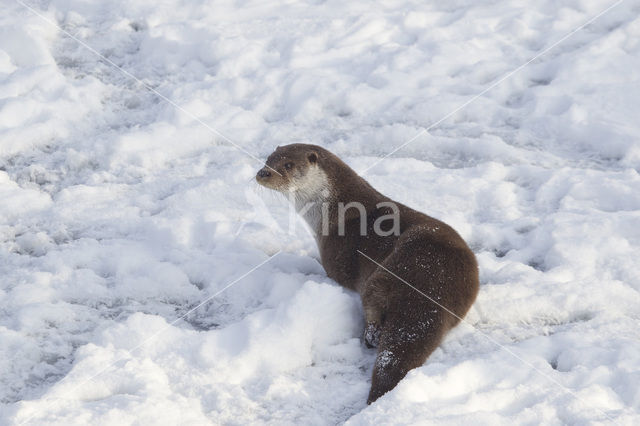 European Otter (Lutra lutra)