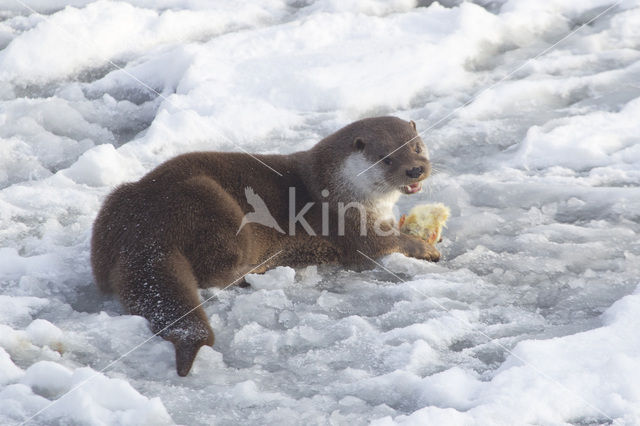 European Otter (Lutra lutra)