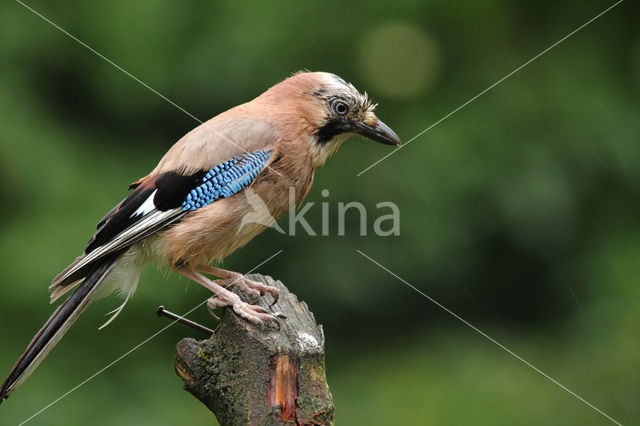 Vlaamse Gaai (Garrulus glandarius)