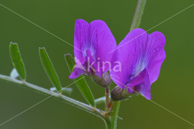 Voederwikke (Vicia sativa)