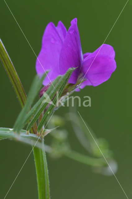 Voederwikke (Vicia sativa)