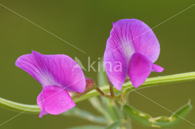 Voederwikke (Vicia sativa sativa)