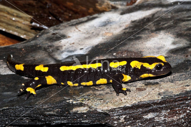 Vuursalamander (Salamandra salamandra)