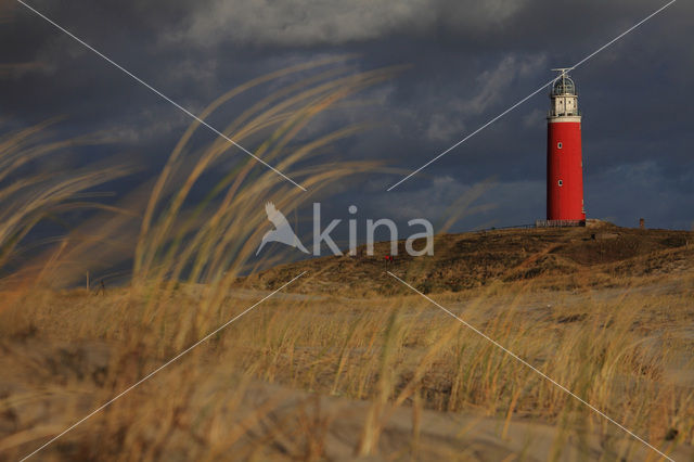 Vuurtoren Eierland