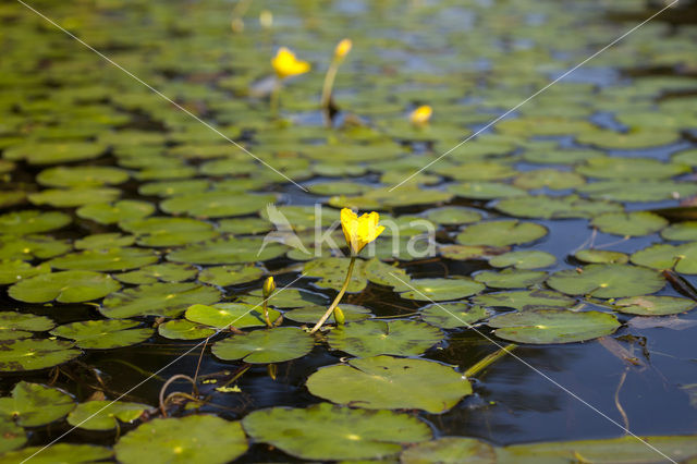 Watergentiaan (Nymphoides peltata)