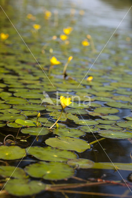 Fringed Waterlily (Nymphoides peltata)
