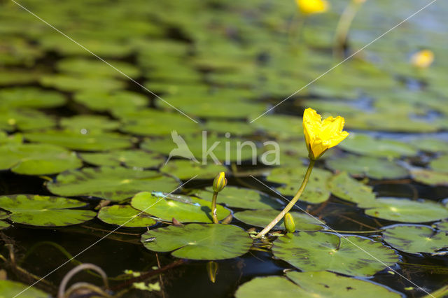 Watergentiaan (Nymphoides peltata)