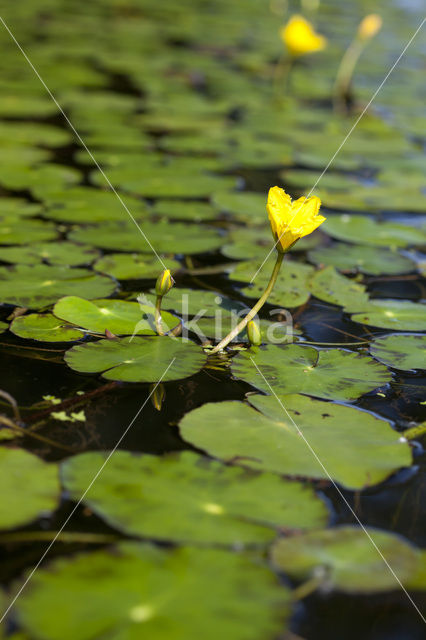 Watergentiaan (Nymphoides peltata)