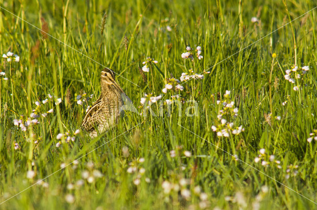 Common Snipe (Gallinago gallinago)