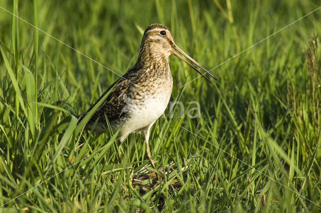 Common Snipe (Gallinago gallinago)