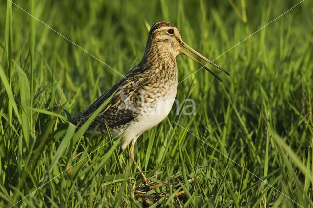 Common Snipe (Gallinago gallinago)