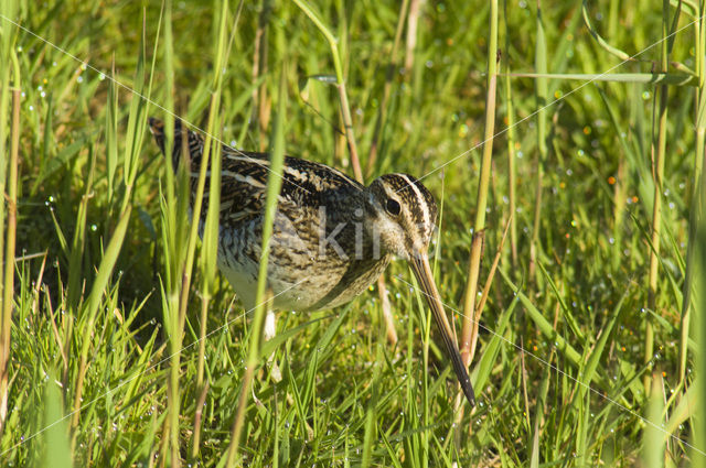 Common Snipe (Gallinago gallinago)