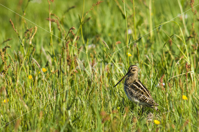 Common Snipe (Gallinago gallinago)