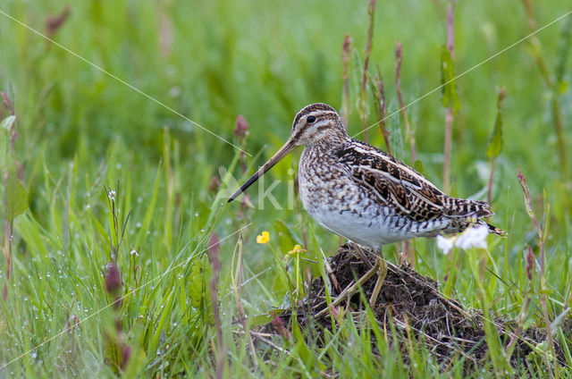 Common Snipe (Gallinago gallinago)